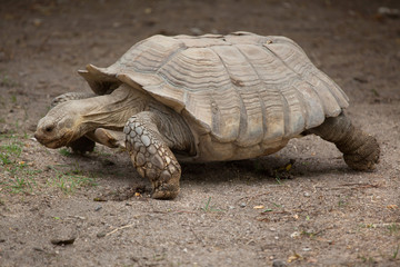 Wall Mural - African spurred tortoise (Centrochelys sulcata)