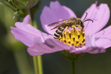 Wall Mural - Halictus sexcinctus / Halicte