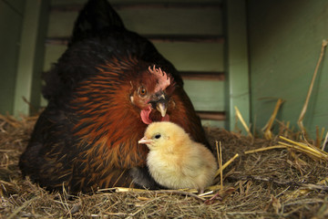 Wall Mural - Poule; poussin