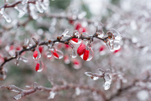 Icing. Red Berries Of Barberry Covered With Ice.
