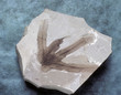 Fossile / Fougère arborescente / Lygodium sp.