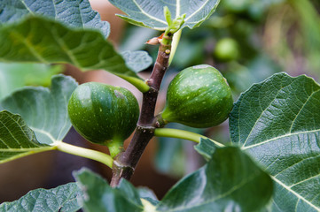 Wall Mural - Green figs on a bush