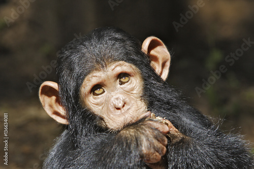 Plakat Pan troglodytes / Chimpanzee