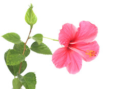 Pink Hibiscus Isolated On White Background