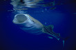 Rhincodon typus / Requin baleine