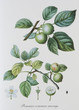 Illustration botanique / Malus communis / Pommier