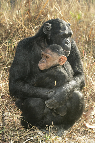 Plakat Pan troglodytes / Chimpanzee