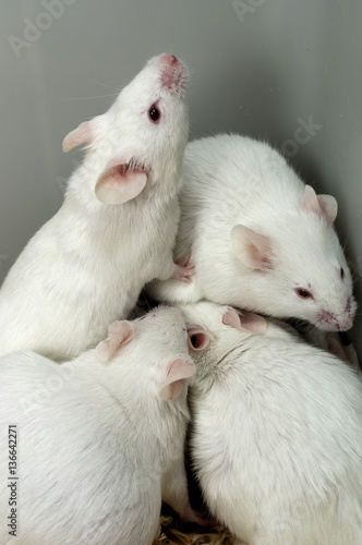 Mus Musculus Souris Blanche Stock Photo Adobe Stock Mus Musculus Souris Blanche Stock Photo Adobe Stock