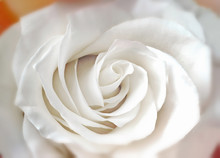 The Middle Flower White Rose Closeup.