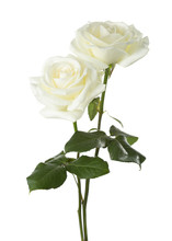 Two White  Roses Isolated On White Background