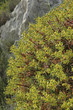 Euphorbia dendroides / Euphorbe arborescente