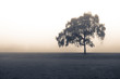 Isolated tree in a park under heavy fog