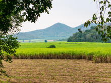 Green Sugar Cane Farm In Rural Area