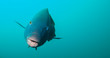 Giant blue grouper swimming towards camera