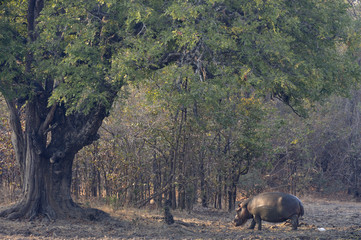 Wall Mural - Hippopotamus amphibius / Hippopotame