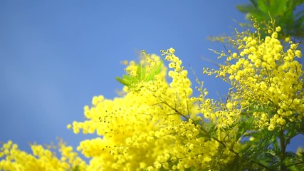 Fotomurales - Mimosa. Spring flowers Easter background. Blooming mimosa tree over blue sky. Full HD 1080p video footage