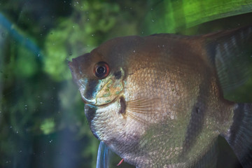 Wall Mural - Shiny golden Gurama fish in aquarium