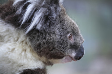 Wall Mural - Phascolarctos cinereus/ Koala cendré / Koala