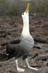 Canvas Print - Diomedea irrorata / Albatros des Galapagos