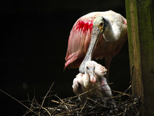 Roseate Spoonbill And Young