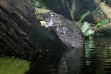 Wall Mural - Ornithorhynchus anatinus / Ornithorynque