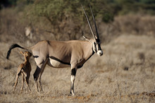 Oryx Gazella / Oryx Gazelle