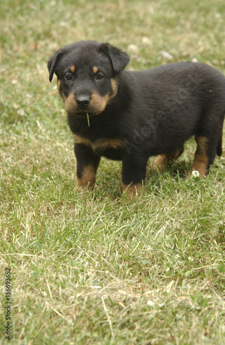 Chien Race Beauceron Chiot Buy This Stock Photo And