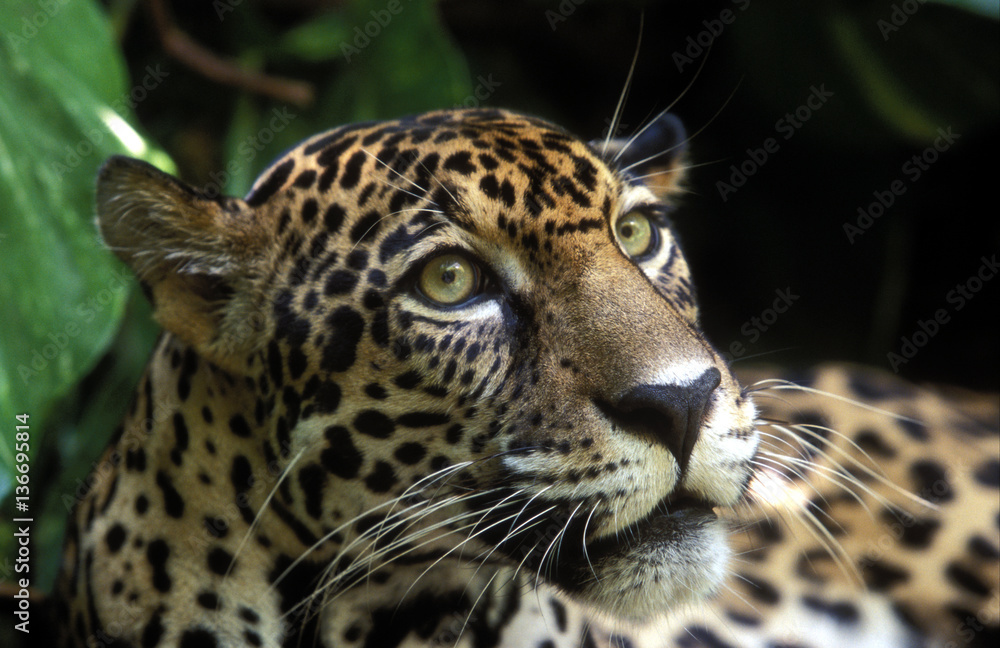bilder zum ausmalen jaguar