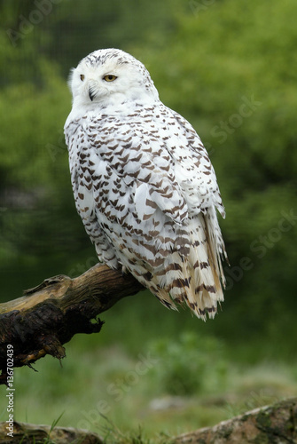 Bubo Scandiacus Nyctea Scandiaca Harfang Des Neiges Chouette Harfang Buy This Stock Photo And Explore Similar Images At Adobe Stock Adobe Stock Bubo Scandiacus Nyctea Scandiaca Harfang Des Neiges Chouette Harfang Buy This Stock Photo And Explore Similar Images At Adobe Stock Adobe Stock