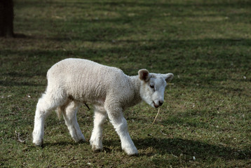 Wall Mural - Mouton / Race : Texel