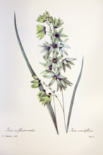 Ixia Viridiflora / Ixia à Fleurs Vertes