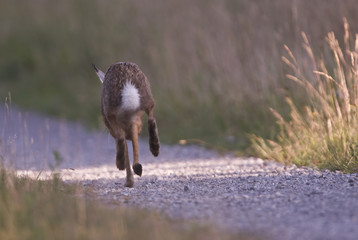 Wall Mural - Lepus europaeus / Lièvre d'Europe