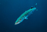 Fototapeta Do akwarium - Barracuda