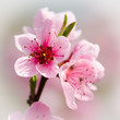 © klagyivik - peach blossom