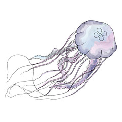 Hand-drawn illustration of jellyfish in watercolor style on whit