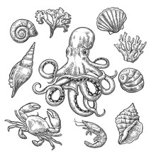 Set Sea Shell, Coral, Crab, Shrimp And Octopus.