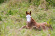 © denboma - an reclining foal