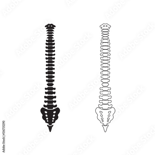 Fotografía Hand drawn vector spine isolated on white. Front view.