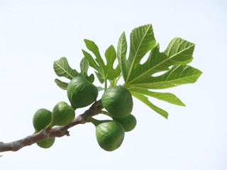 young figs on the tree branch with green leaves against the sky