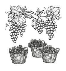 Canvas Print - grape branches and grapes in baskets.