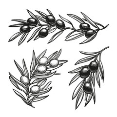 Wall Mural - vector illustration of olive branches
