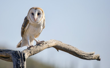 common barn owl (tyto alba) #2