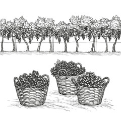 Canvas Print - vineyard and rape branches and grapes in basket.