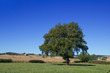Single big tree in summer meadows
