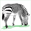 Vector zebra illustration