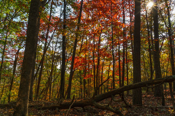 Wall Mural - Fall in the Forest