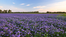 Purple Flowers Field On The Sunset. Phacelia Plantation. Honey Plants. Beautiful Countryside Natural Landscape