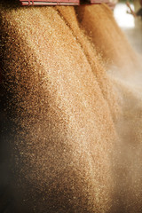 A heap of just harvested corn inside a container. Grain poured f