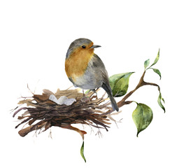 watercolor robin sitting on nest with eggs. hand painted illustration with bird and branch of wood i