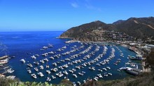 Blue Harbor With Anchored Yachts In Catalina Island, California